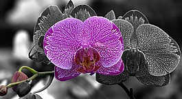 蝴蝶兰,花,园艺