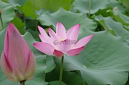 荷花,lotus,美丽