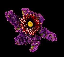花,紫色,爆炸
