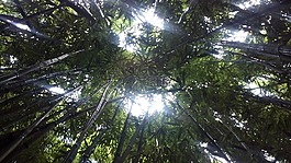 竹林,毛伊岛,夏威夷