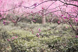 梅花,水墨,中国风