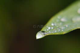 滴露水,喷雾,水