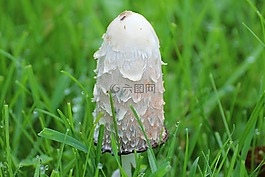 schopf 腿蘑,鸡腿菇,蘑菇