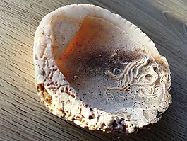 化石,搁置,海洋
