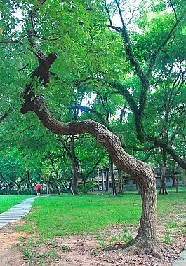 广州,中山大学,绿化
