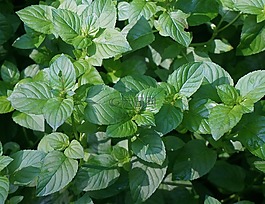 薄荷,草本植物,花园