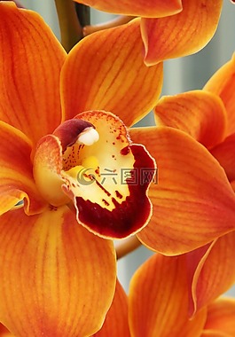 美丽,盛开,开花