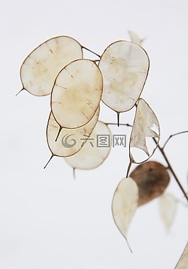 年度,诚信,花