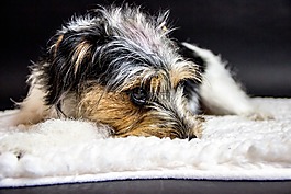 杰克罗素梗犬,狗的女士,小杂种