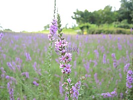 紫色,薰衣草,花田