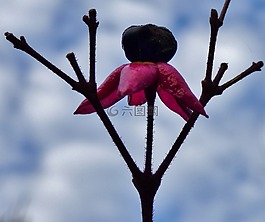 glorytree,花生酱树,花卉