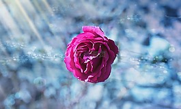 玫瑰,花,粉红色
