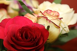 花,玫瑰,束