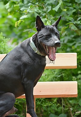 泰国背脊犬狗图片 泰国背脊犬狗素材 泰国背脊犬狗模板免费下载 六图网