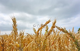 燕麦,燕麦场,耕地
