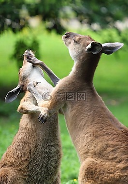 动物,攻击,澳大利亚