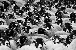 羊,农业,动物