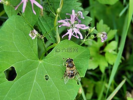 木栅,昆虫,领结