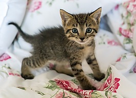 小猫,新生,猫