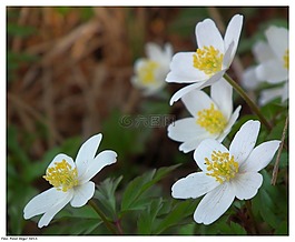 银莲花 nemorosa,银莲花,木材银莲花