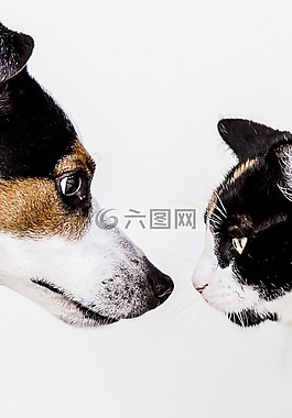 猫,狗,动物