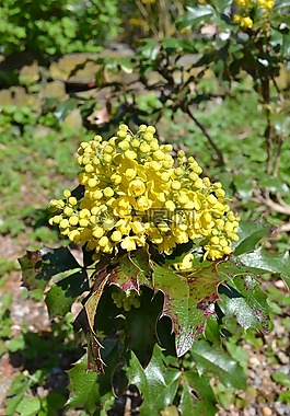 冬青花图片图片 冬青花图片素材 冬青花图片模板免费下载 六图网