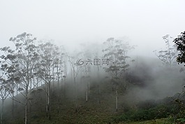 树木,印度,喀拉拉邦