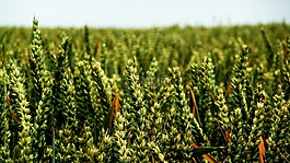 小麦,耳朵,峰值