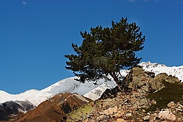 树,山,布鲁斯
