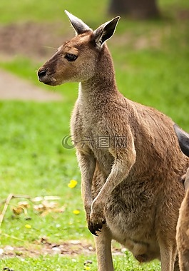 动物,澳大利亚,棕色