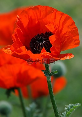 美丽,盛开,开花