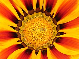 万寿菊,红色,黄色