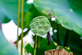 淋浴,莲花,莲花珠