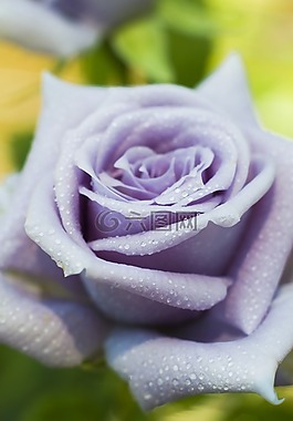 微距,静物,花