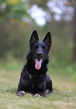 德国牧羊犬,黑色ddr,忠诚