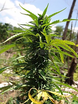 麻,厂,野草