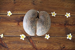 coco de mer,椰子,塞舌尔