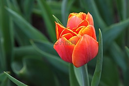 美丽,盛开,开花