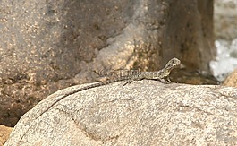 蜥蜴,动物,澳大利亚