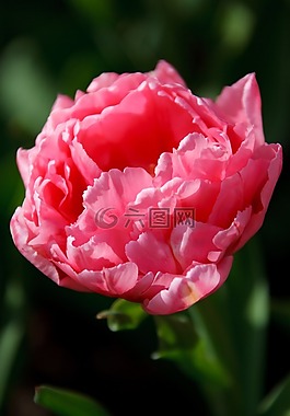 美丽,盛开,开花