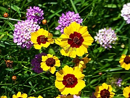 鲜花,夏天,夏天花