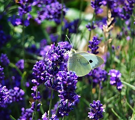 熏衣草,紫色的小花,夏天花