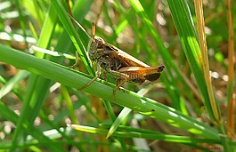蝗虫,昆虫,棕色