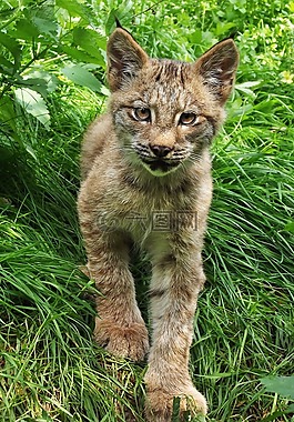 小猫,幼兽,兽
