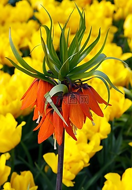 橙色,绿色,郁金香