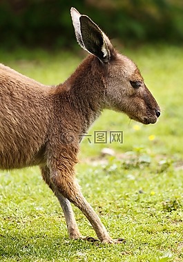 动物,澳大利亚,棕色