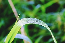 草,叶草,绿色