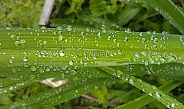 滴露,滴,罗莎