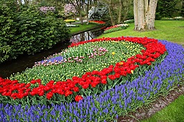 郁金香,橙色,红色