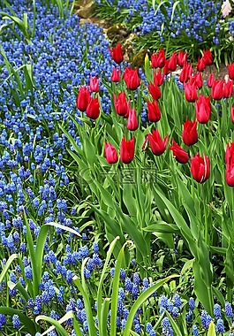 美丽,盛开,开花